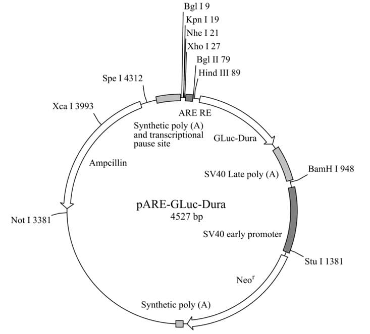 pARE-GLuc-Dura