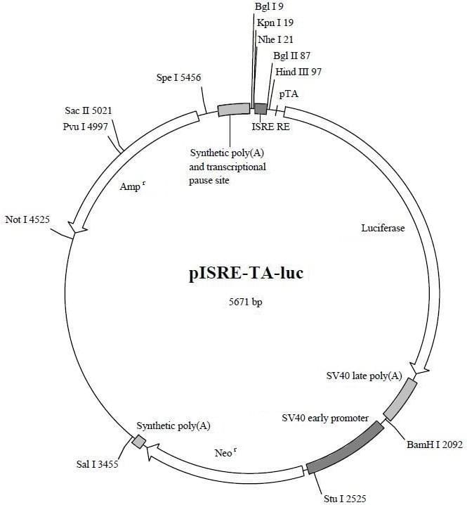 pISRE-TA-luc