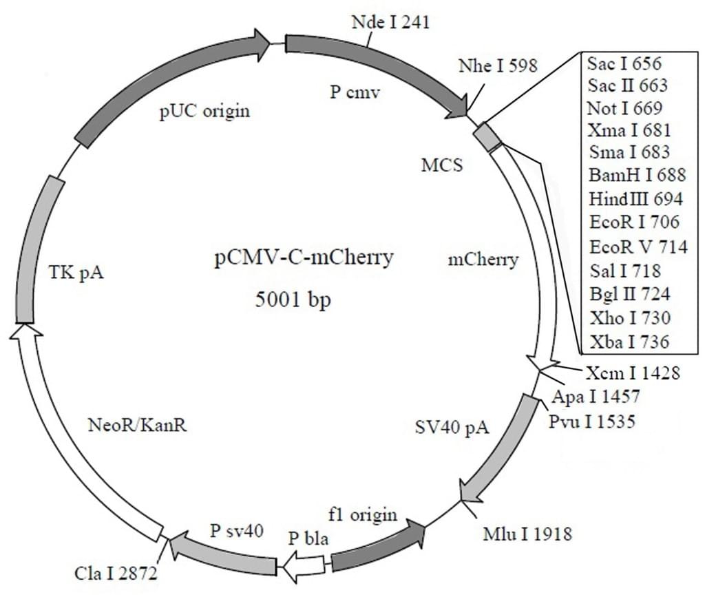 pCMV-C-mCherry