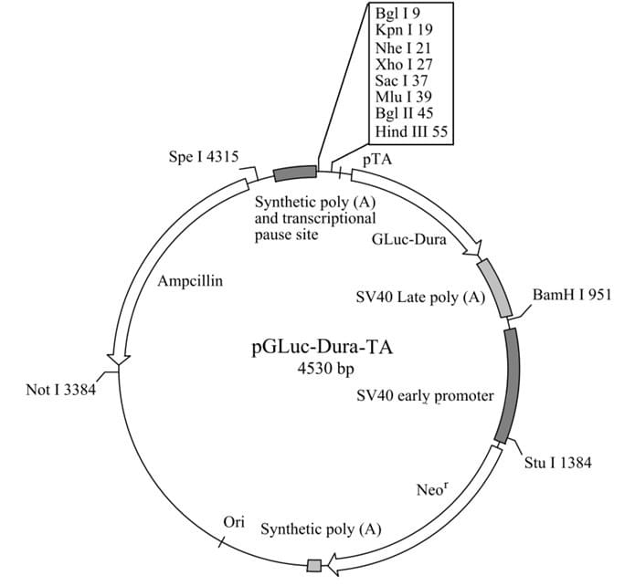 pGLuc-Dura-TA