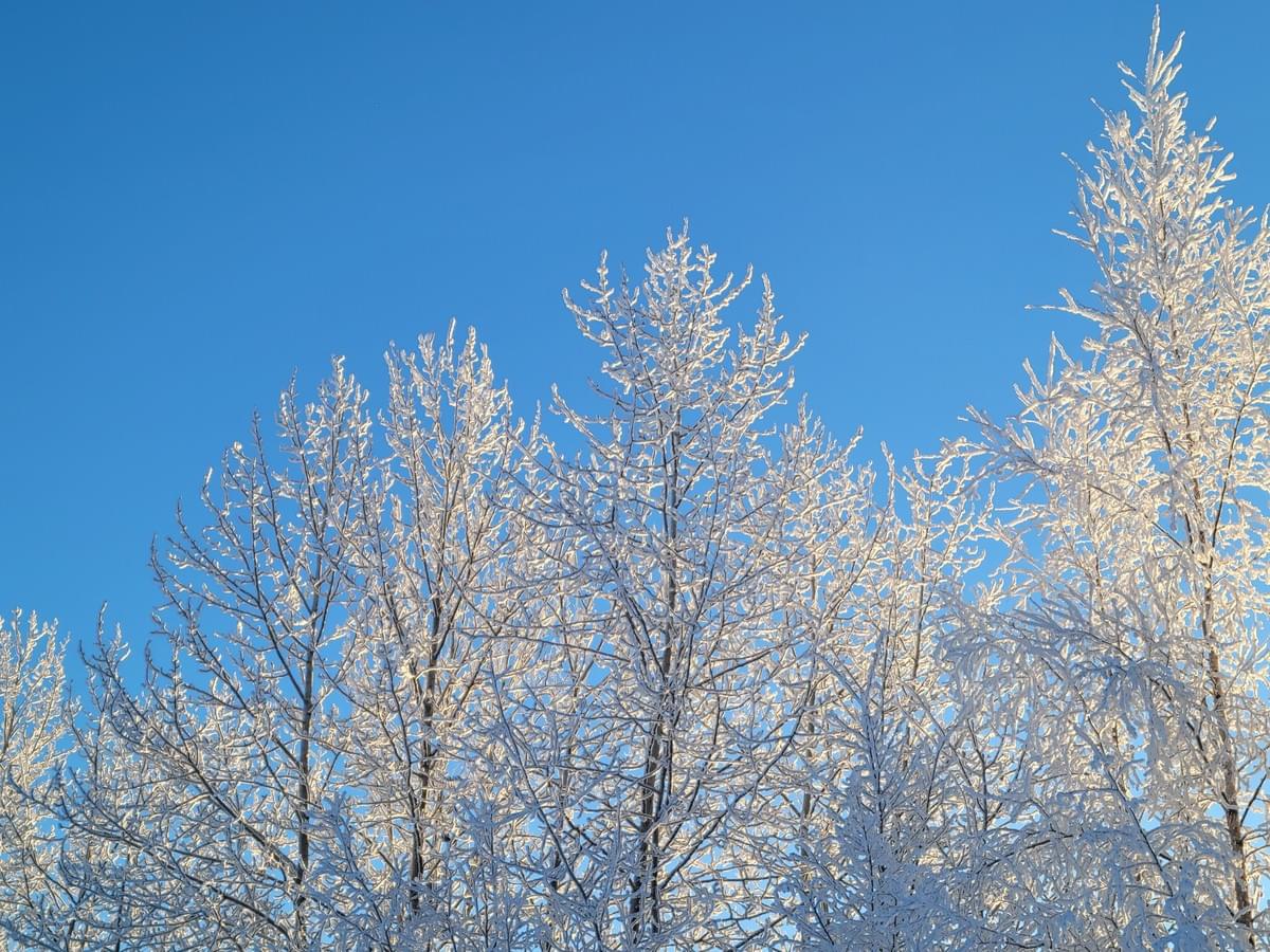 Beautiful hoar frost in Alaska