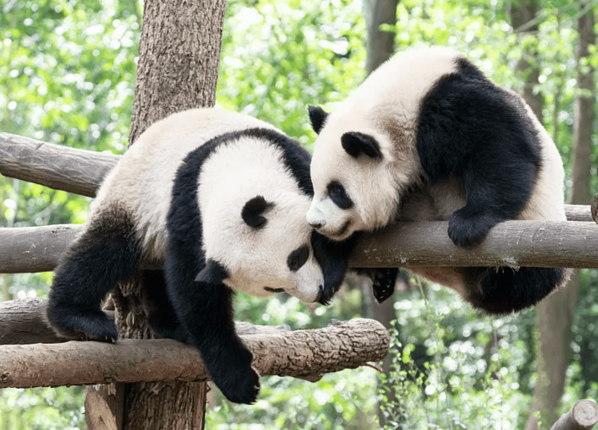 【New】5Dyas in Chengdu: Basin of Stories — From Panda Groves to Bronze Masks