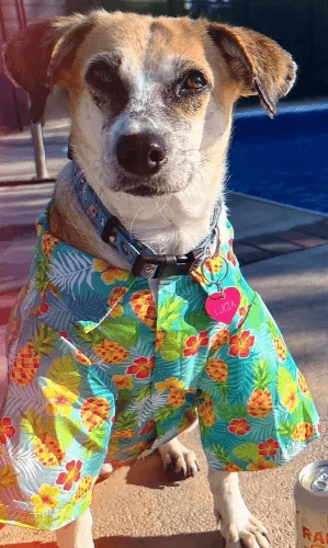 Lucia wearing a colorful shirt after her rescue and recovery.