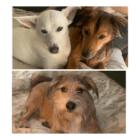 Three rescued dogs relaxing comfortably in their adoptive homes.