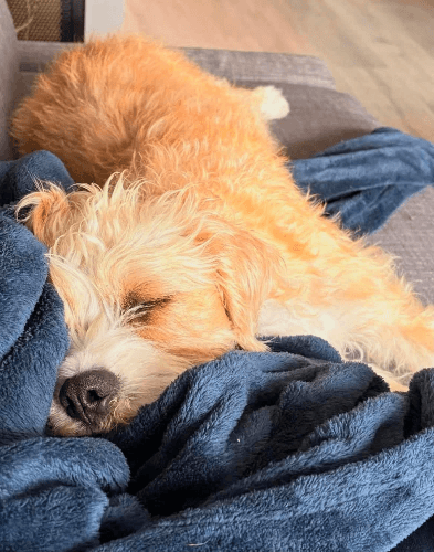 Sol resting comfortably on a blanket in his adoptive home.