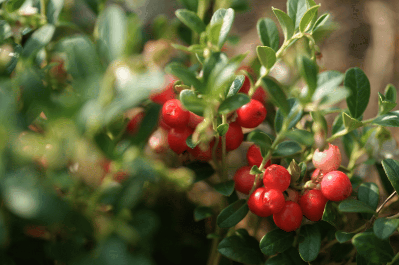 A close-up shot of bright red cranberries ripening on a green leafy branch, with several berries clustered together against a soft-focus natural background.