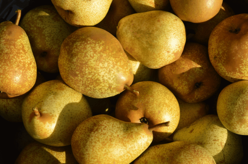 A close-up, top-down view of a pile of ripe Bosc pears, showing their characteristic golden-brown russeted skin and elongated necks.