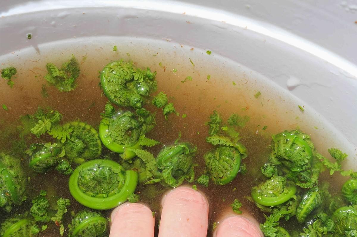 A hand washing freshly harvested fiddlehead ferns in a white bucket of water to remove dirt and brown chaff scales.