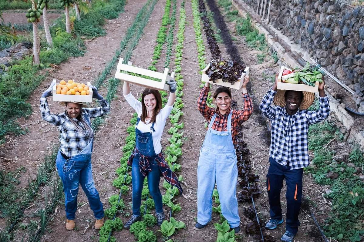 Farm workers standing in a vegetable field holding crates filled with fresh harvested produce.