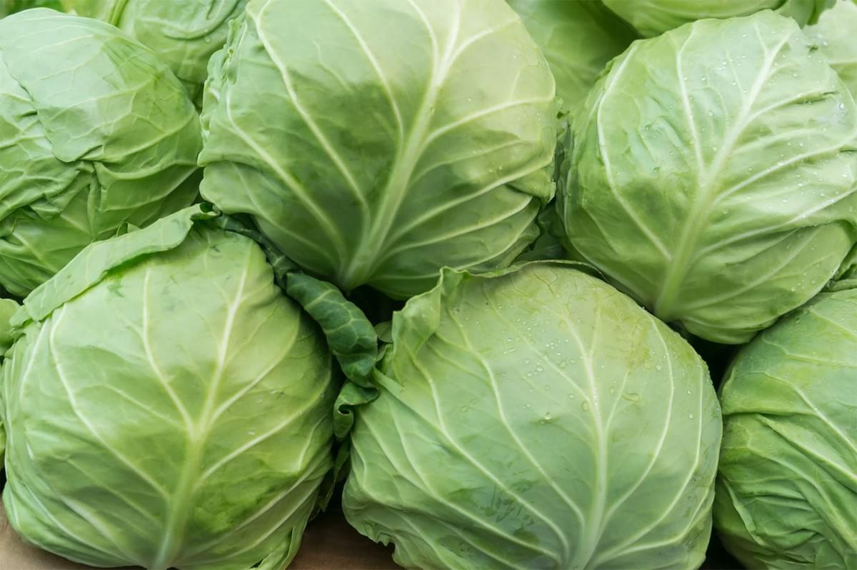 A close-up full frame view of multiple fresh, whole heads of green cabbage, showing water droplets on the outer leaves.