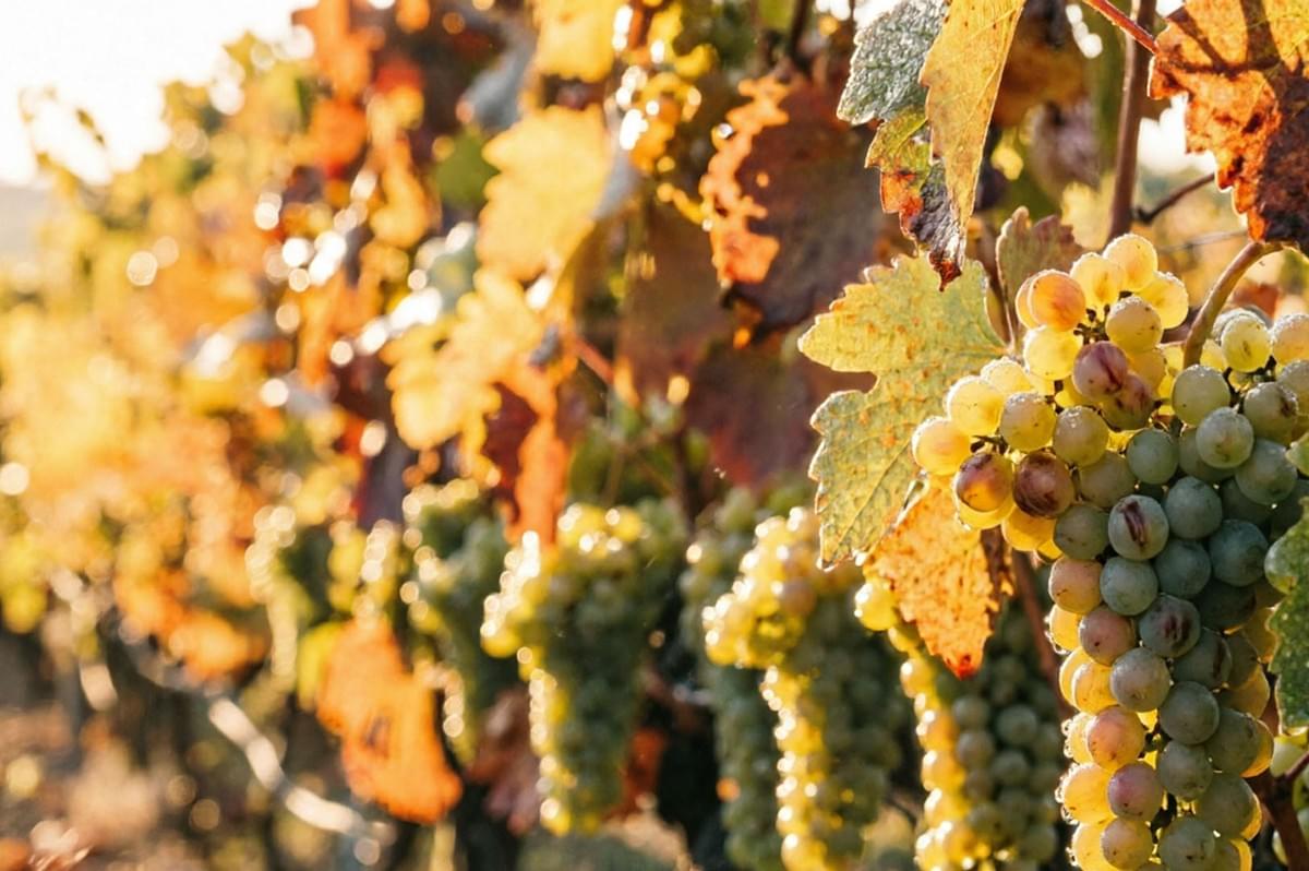 Grapes hanging on vine with autumn-colored leaves in warm backlit sunlight