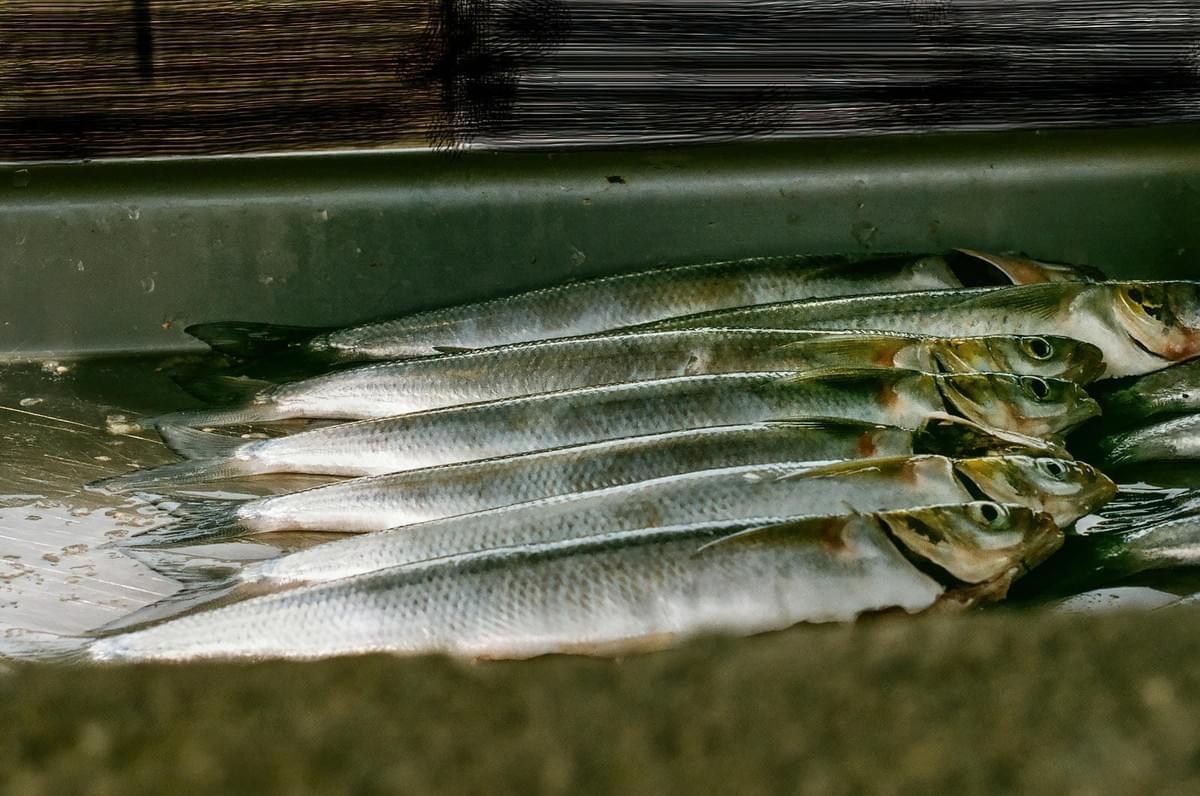  This close-up horizontal image features a row of freshly caught, whole silver fish, likely sardines or similar small schooling fish, lying side-by-side in a dark, shallow container or tray.