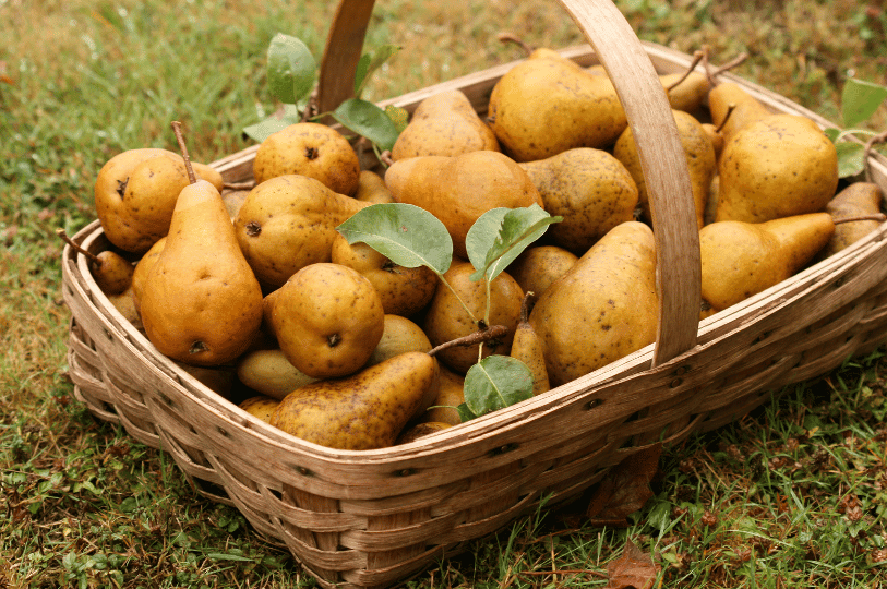 A large rectangular wicker harvest basket overflowing with freshly picked, speckled brown pears sitting on a grassy lawn.