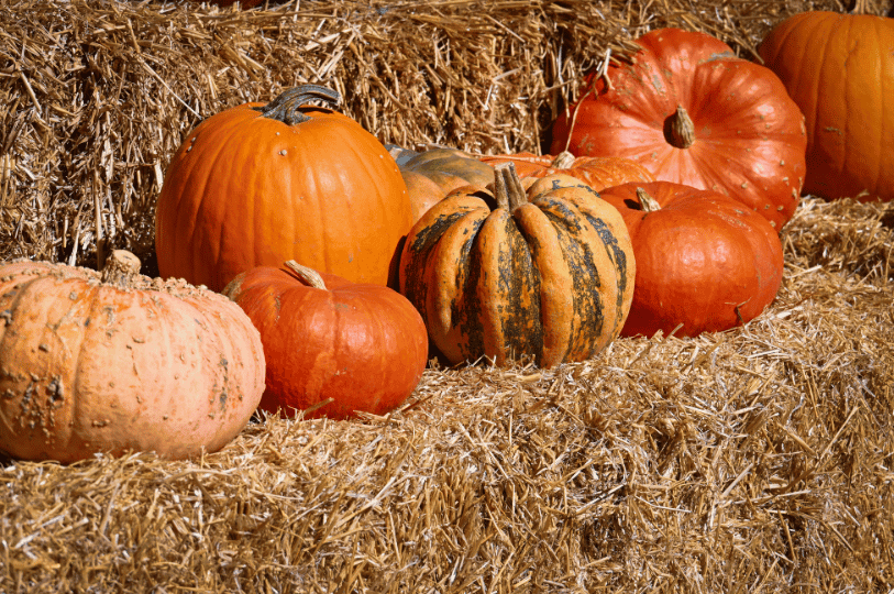 A rustic autumn display of multicolored pumpkins nestled in straw, celebrating the season’s diversity beyond dessert.