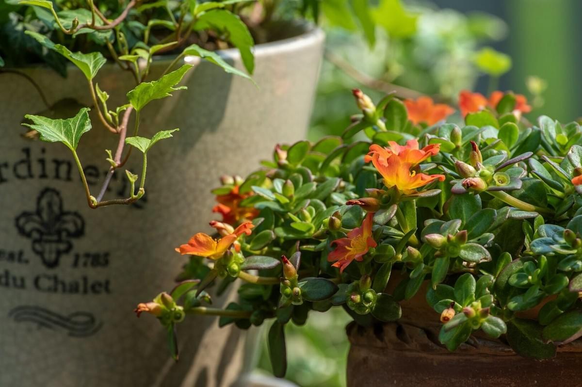 Detailed view of a flower pot brimming with bright orange flowers, highlighting the beauty of container gardening.