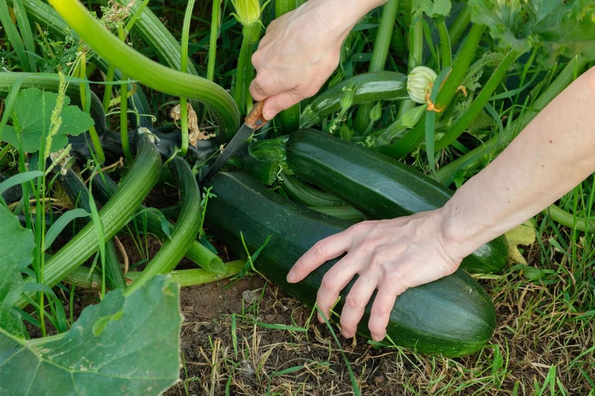 Hands cutting a large, dark green zucchini from the plant in a garden with a small knife, surrounded by green leaves and soil.
