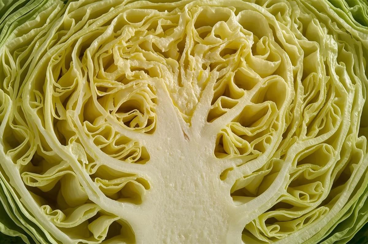 Extreme close-up of the cross-section of a green cabbage, highlighting the intricate, wavy, and layered internal structure of the leaves and the central core.