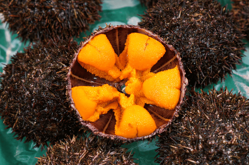 An open sea urchin shell revealing bright orange lobes of fresh uni, surrounded by whole, spiky black sea urchins.