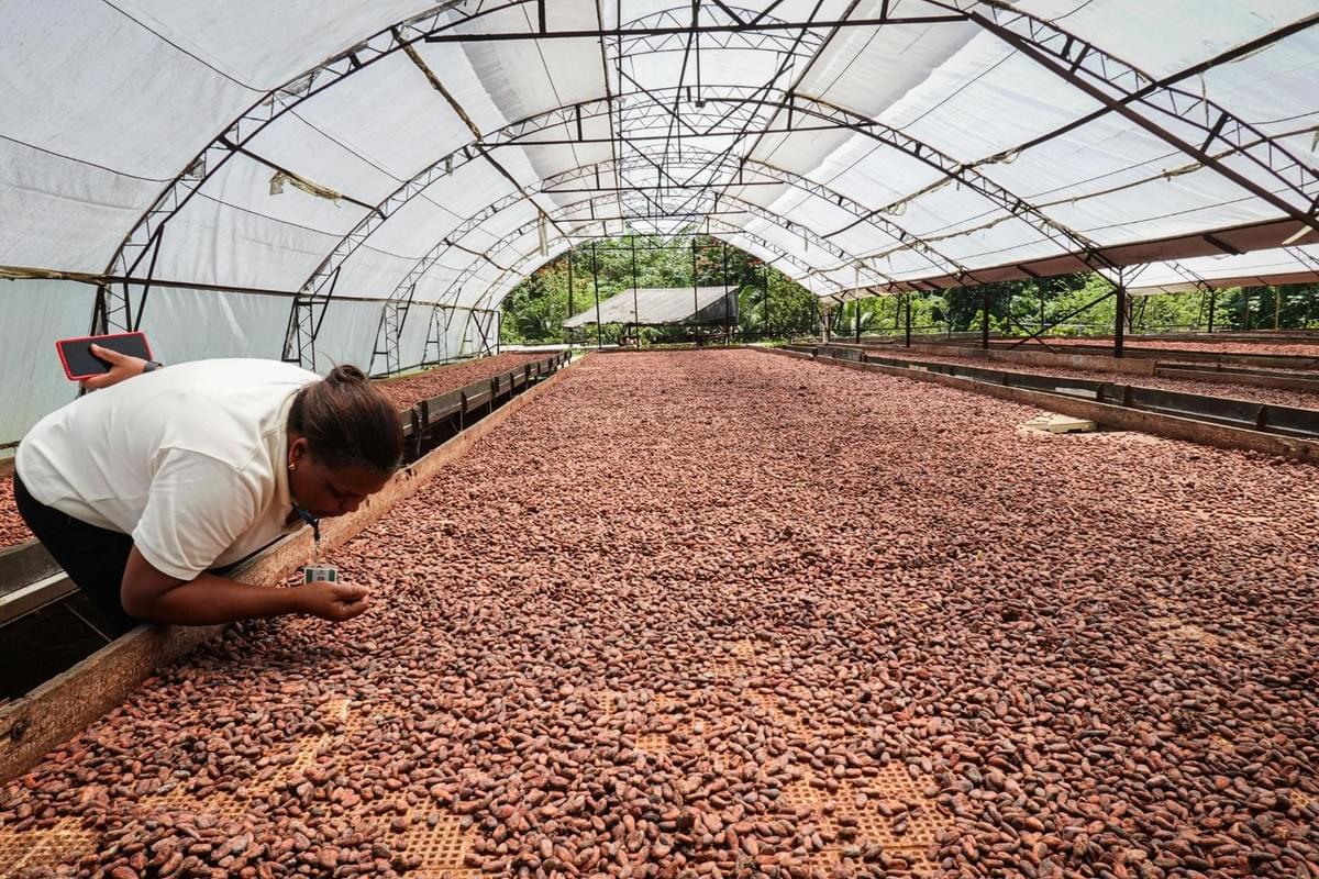 Inside a spacious greenhouse structure, a woman leans over a large drying bed to closely inspect thousands of brown cocoa beans spread out to dry. The industrial setting features a translucent arched roof that provides ample natural light for the process, stretching into the background where outdoor greenery is visible.
