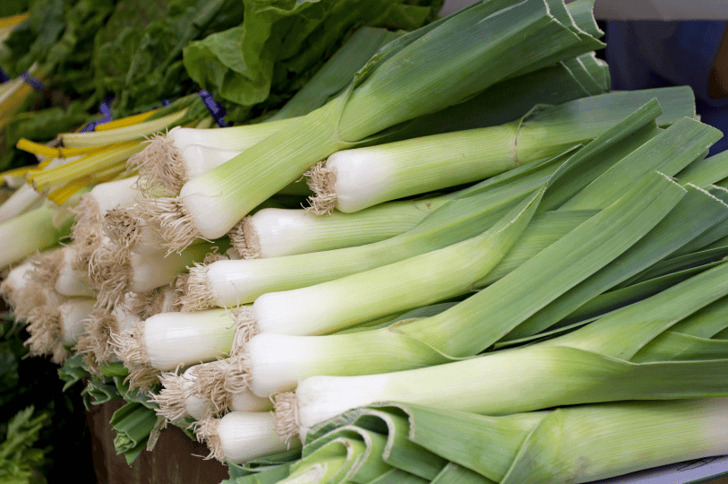 A large harvest of fresh winter leeks with thick white bulbs and long green tops stacked at a farmers market.