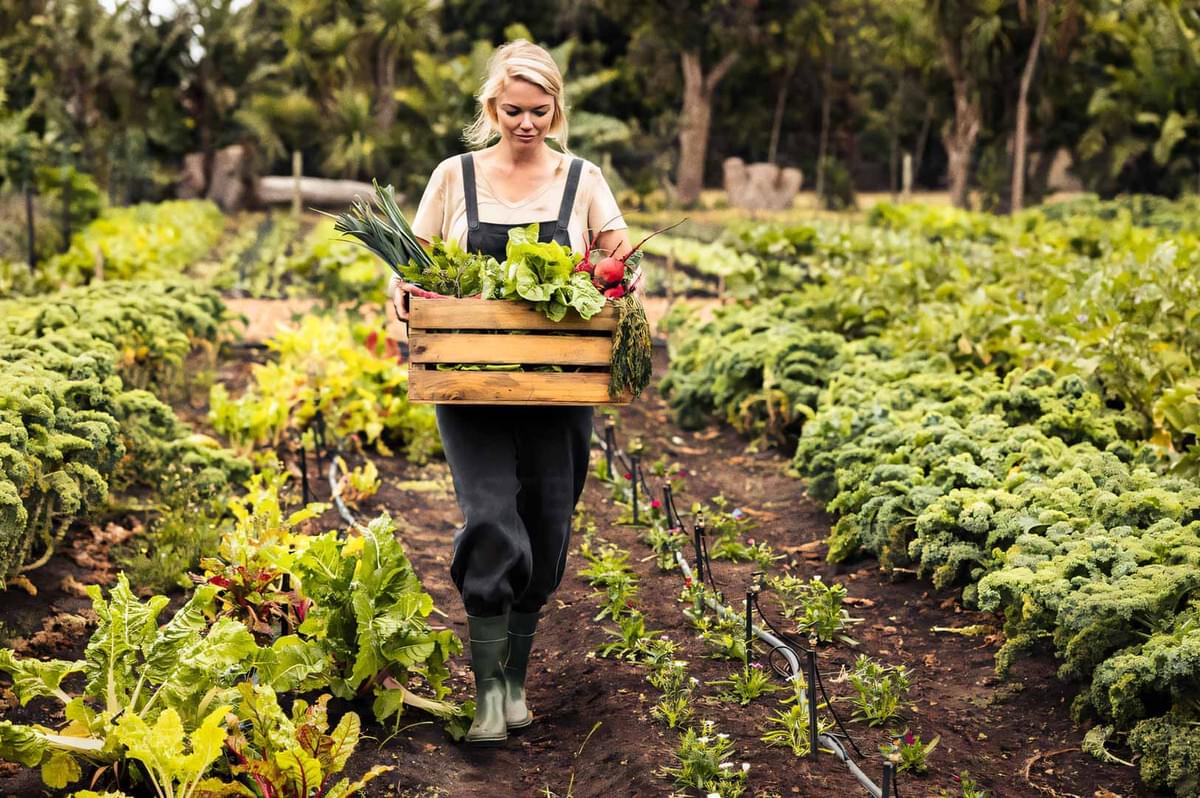A farmer walking through a lush vegetable garden carrying a wooden crate filled with freshly harvested produce such as leafy greens, onions, and radishes.