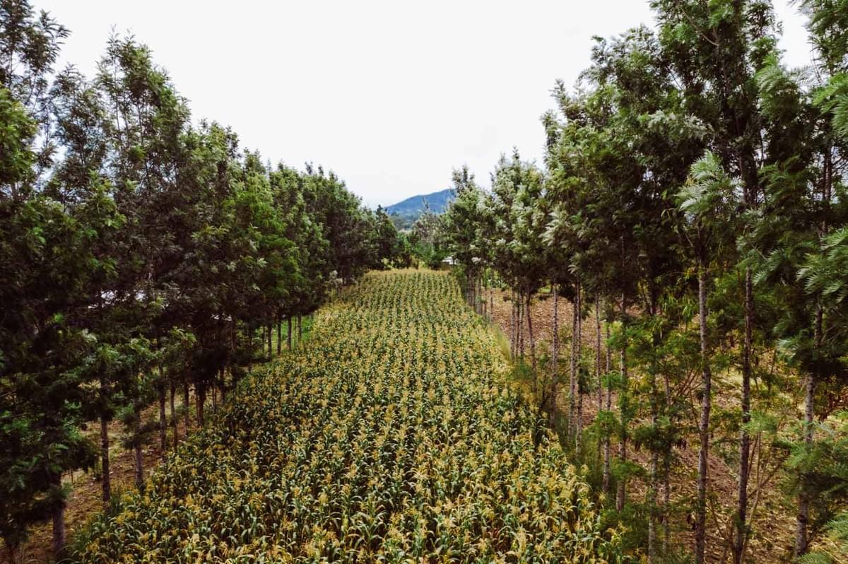 Aerial view of a crop field surrounded by tall trees.