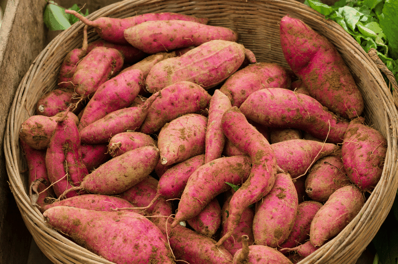 A large wicker basket overflowing with freshly harvested, soil-dusted sweet potatoes with bright pinkish-purple skins.