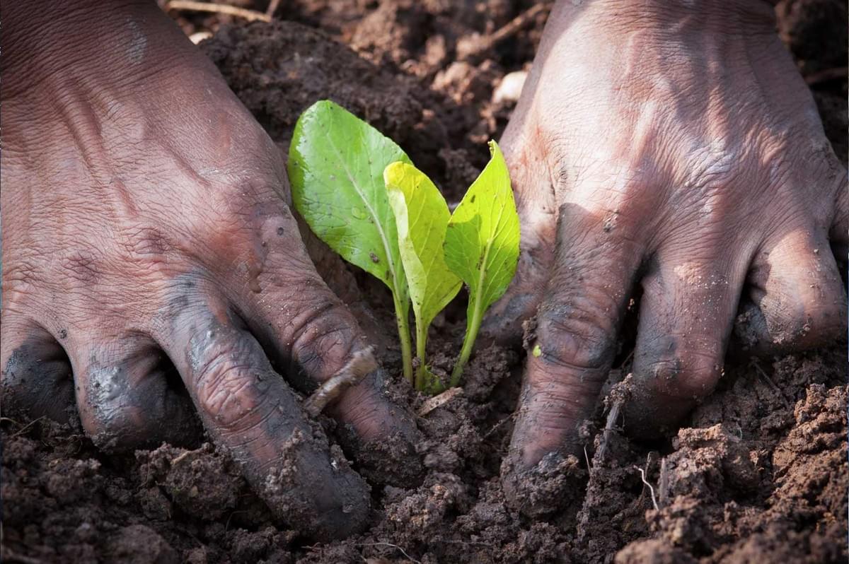 Close-up of hands planting a green seedling into rich soil.