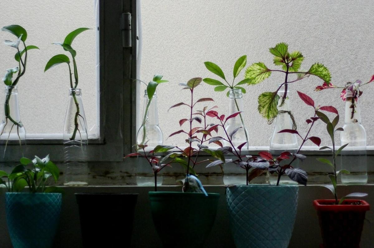 Various potted plants in stylish vases placed on a bright window sill, showcasing options for small space gardening.