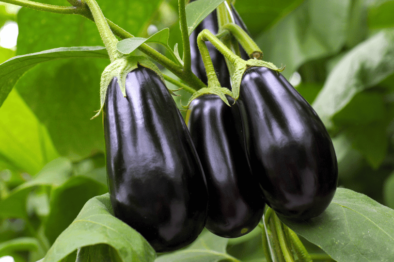 A cluster of three plump, teardrop-shaped summer eggplants still growing on the vine, surrounded by vibrant green leaves in a garden setting.