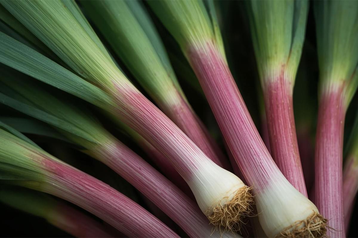 Macro close-up of the beautiful pink and white bulbs and green stalks of a bunch of freshly harvested ramps (wild garlic or wild leeks).