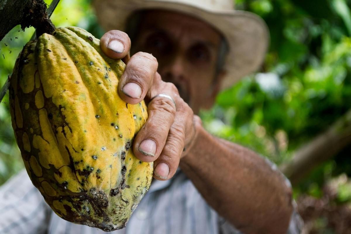 A weathered hand grasps a large, textured yellow cocoa pod hanging from a tree, highlighting the raw state of the fruit before processing. The shallow depth of field blurs the farmer's face in the background, drawing full attention to the details of the harvest in a lush, green setting.