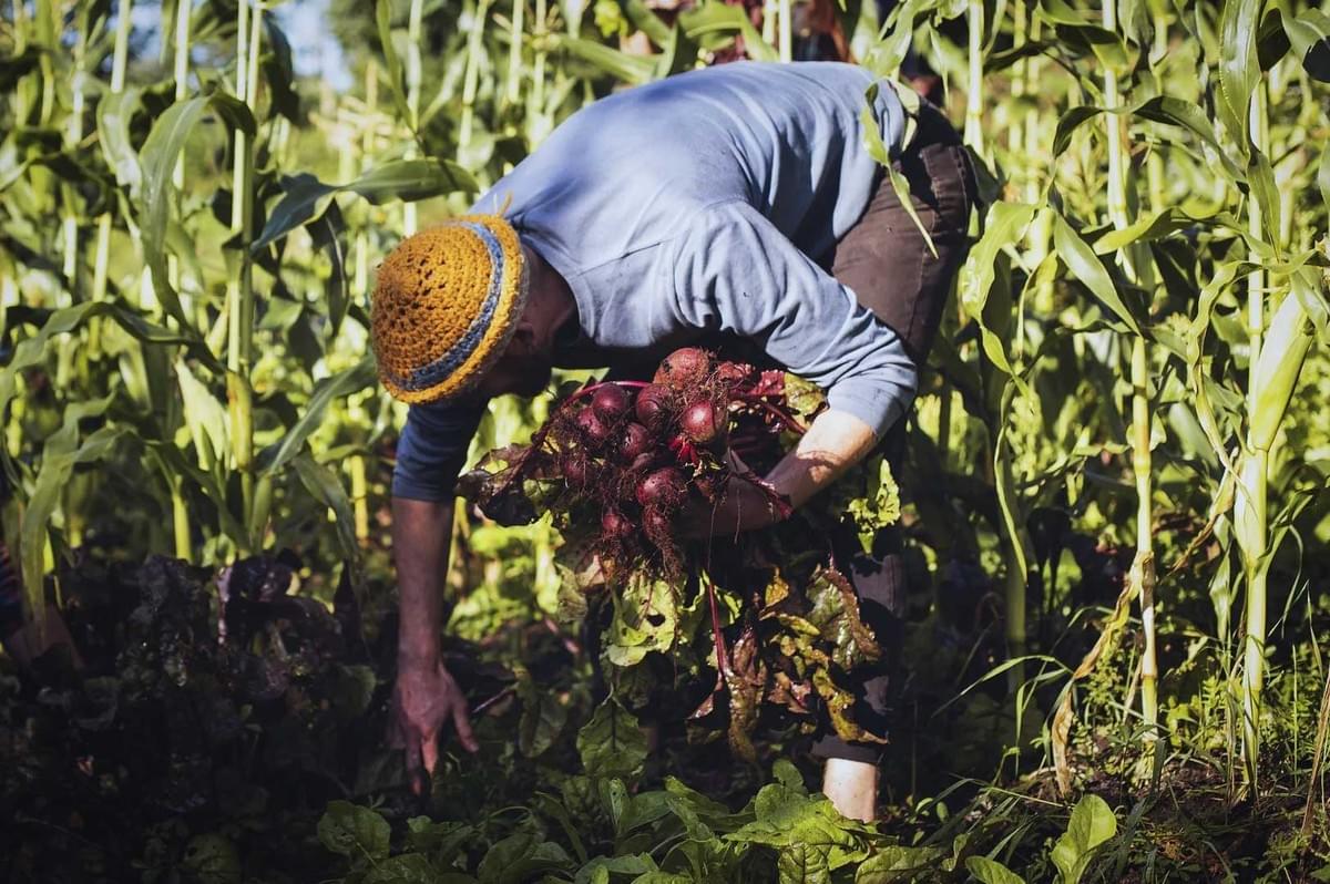 Farmer harvesting a large bundle of beets in a lush vegetable garden.