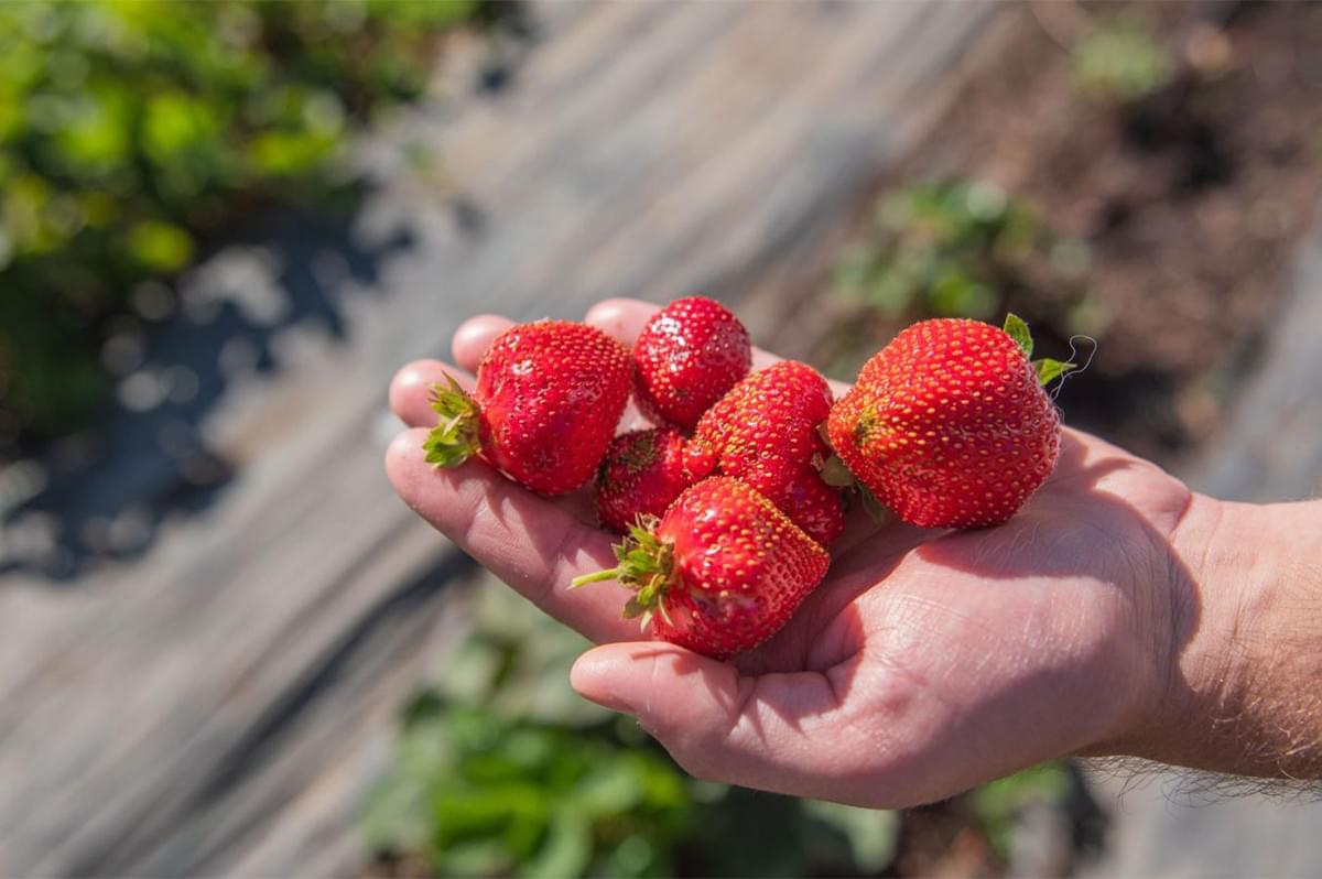 A person's hand holding a handful of freshly picked, large, red strawberries in a field with green foliage and mulch on the ground.