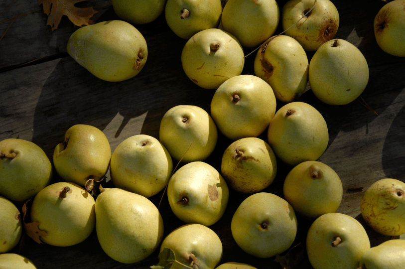 A scattering of pale green Anjou pears resting on a dark wooden surface, captured in high-contrast natural light with long shadows.