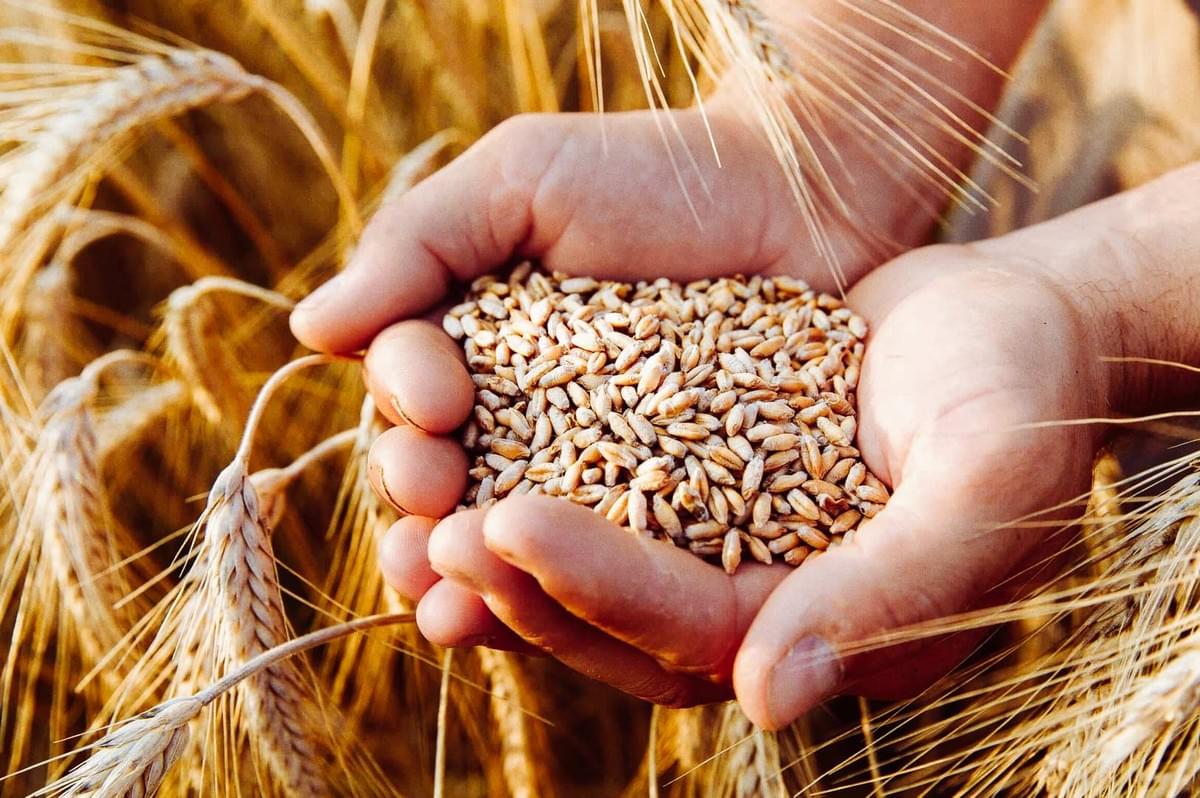 Hands holding harvested wheat grains in a field.