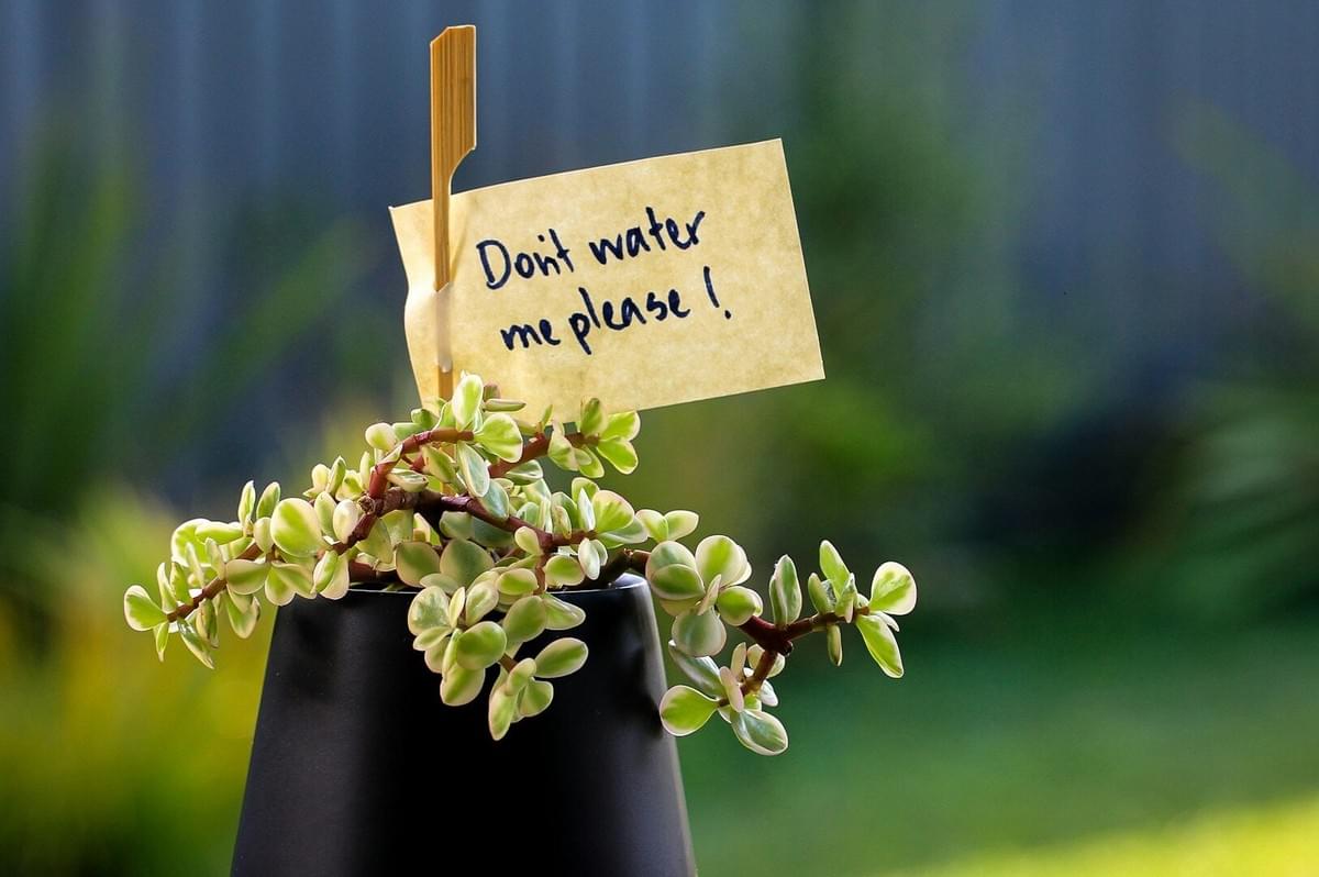 An indoor plant with a visible note, providing information on its care and maintenance for indoor gardening.