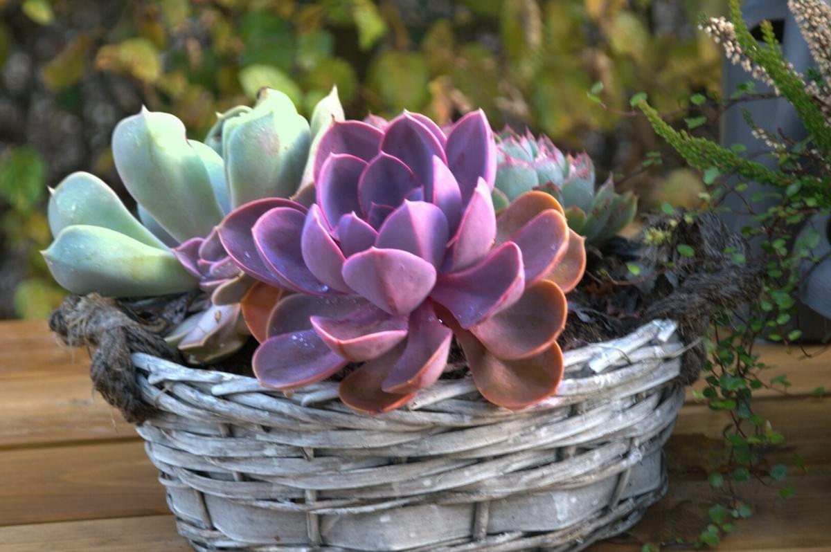 A decorative basket containing succulents, showcased on a table, highlighting container gardening choices.
