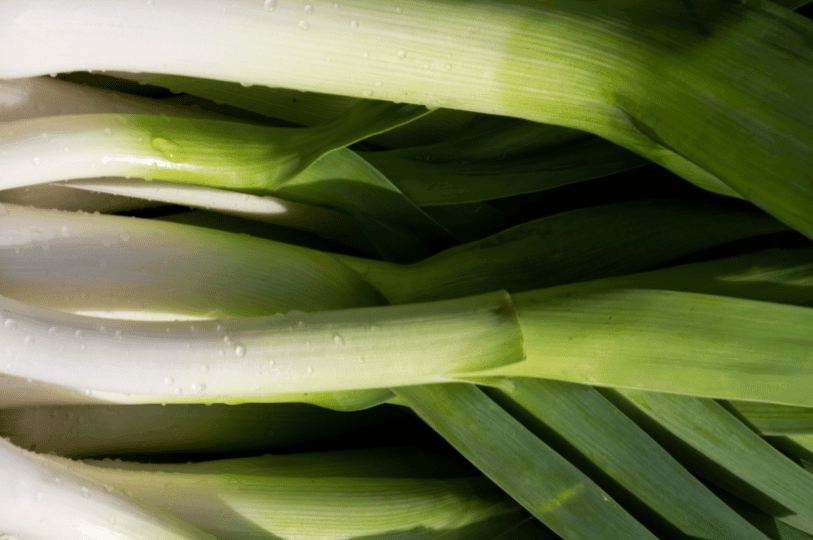 A close-up view of fresh leeks with water droplets on their white stalks and vibrant green leaves.