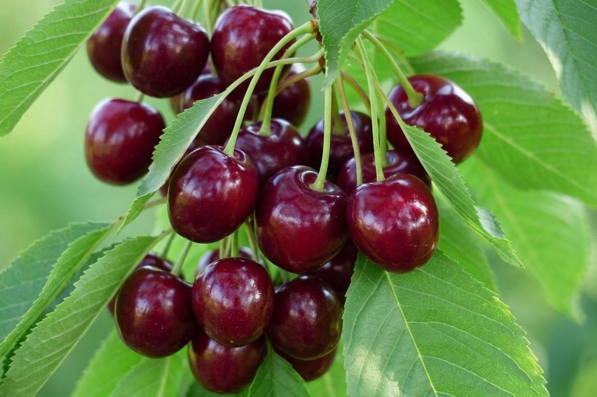 Fresh ripe cherries hanging on a tree branch with green leaves