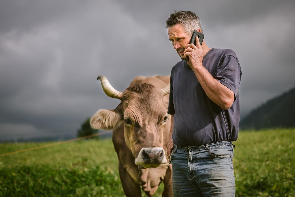 Landwirt mit Handy und Kuh
