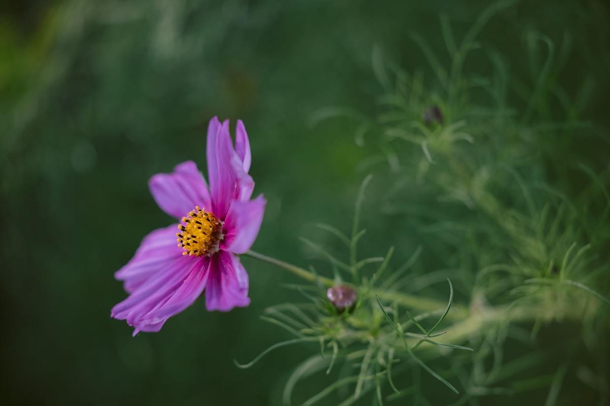 Nahaufnahme einer lila Blume