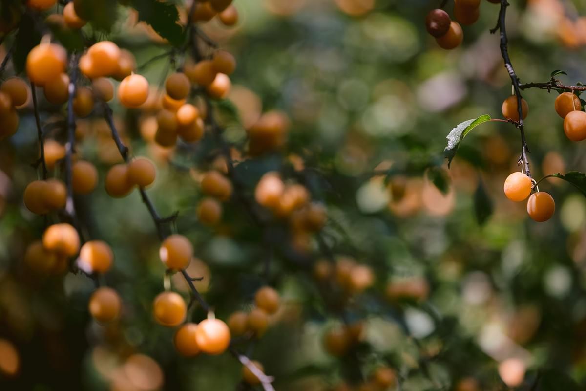 Nahaufnahme von Marillen am Baum