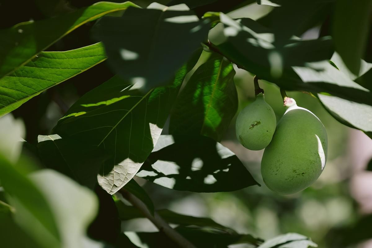 Nahaufname von Indianerbananen am Baum