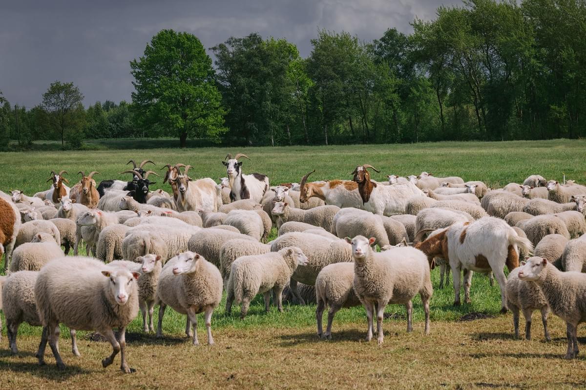 Schafe und Ziegen zusammen auf einer Weide
