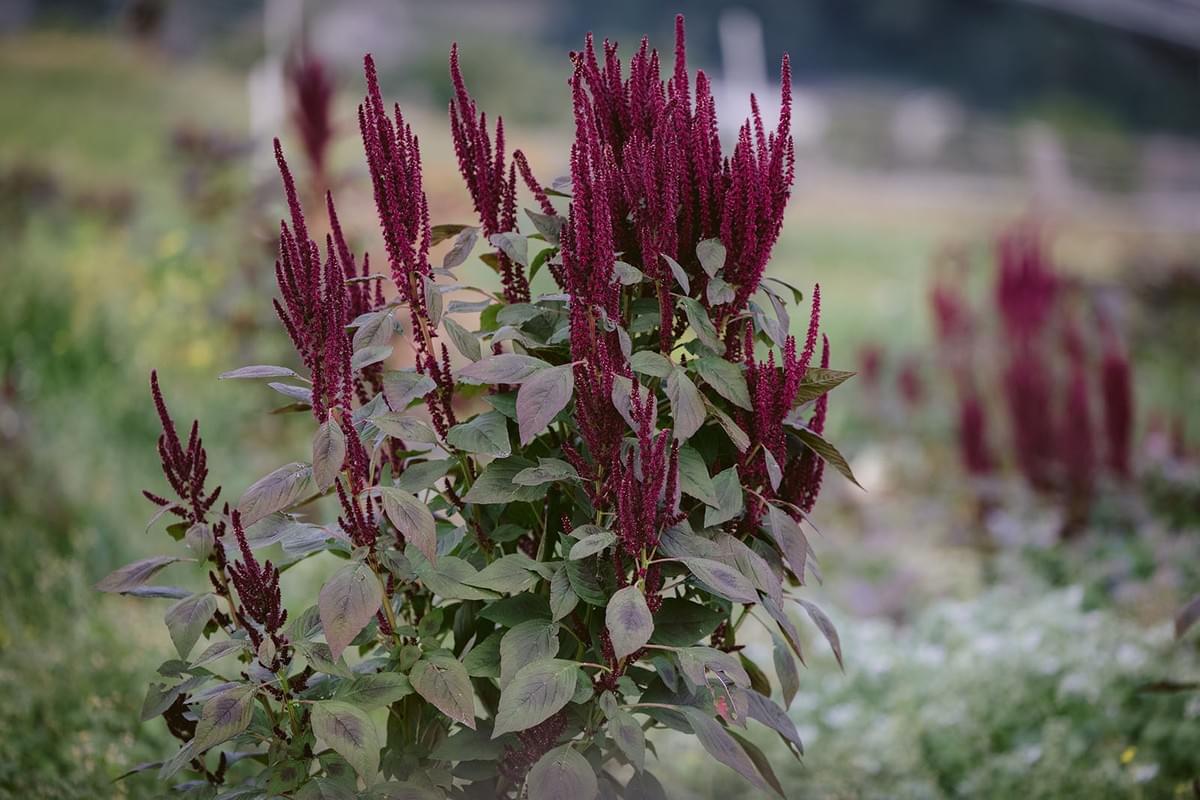 Eine rotfarbige Pflanze in einem Garten