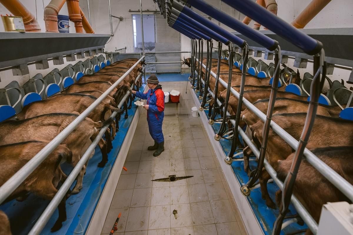 Ziegenbauer David im Stall beim Melken