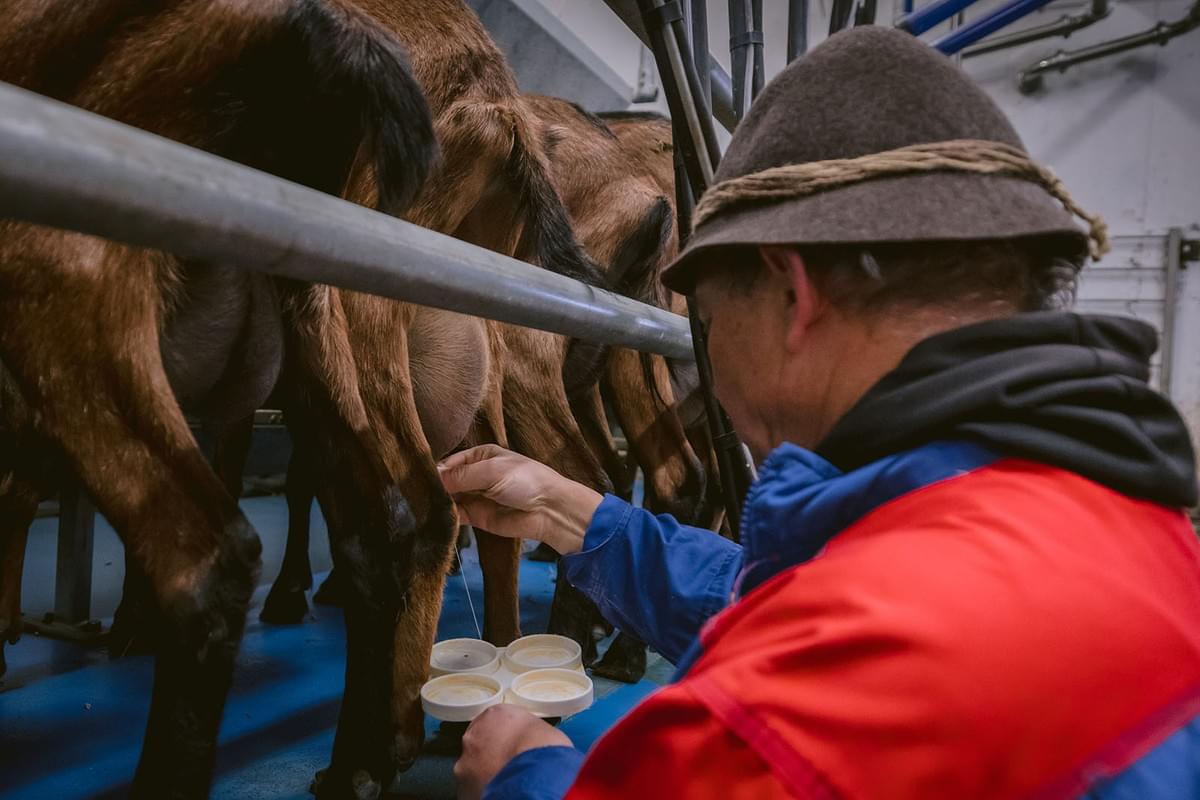 Ziegenbauer David im Stall beim Melken