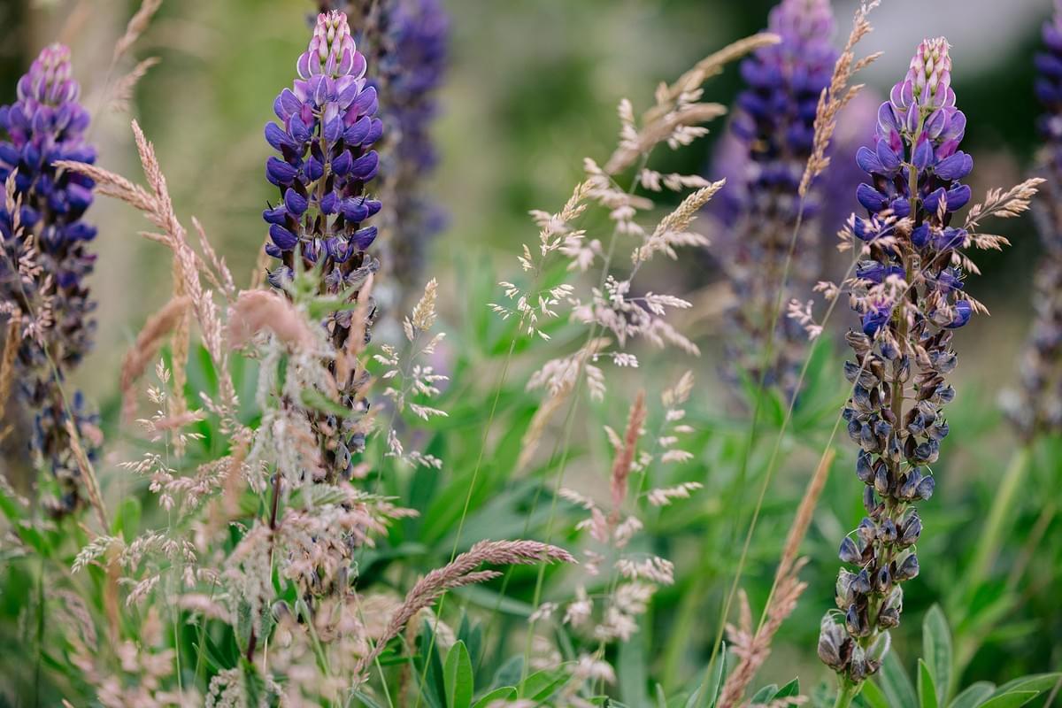 Nahaufnahme von bunten Blumen in einem Garten