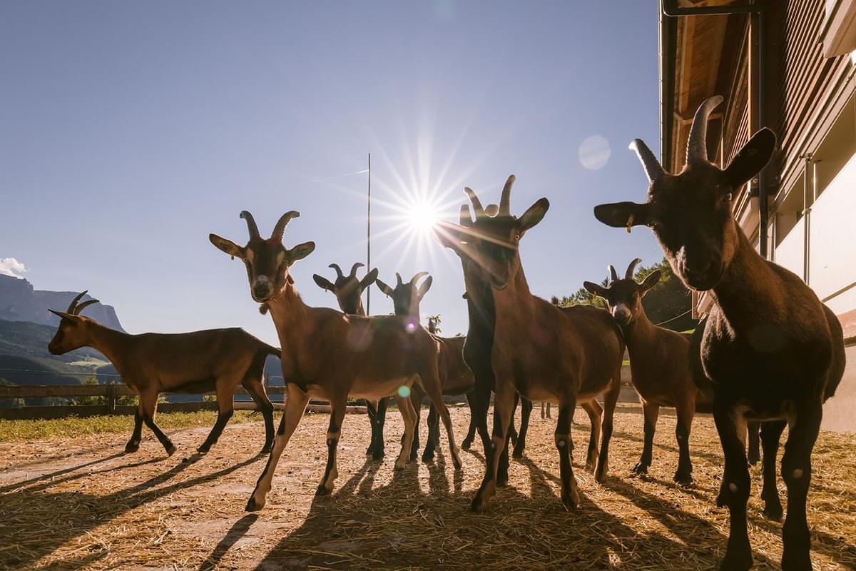 Ziegen mit Sonne im Hintergrund im Aussenstall